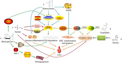 Advanced Research of Abdominal Aortic Aneurysms on Metabolism